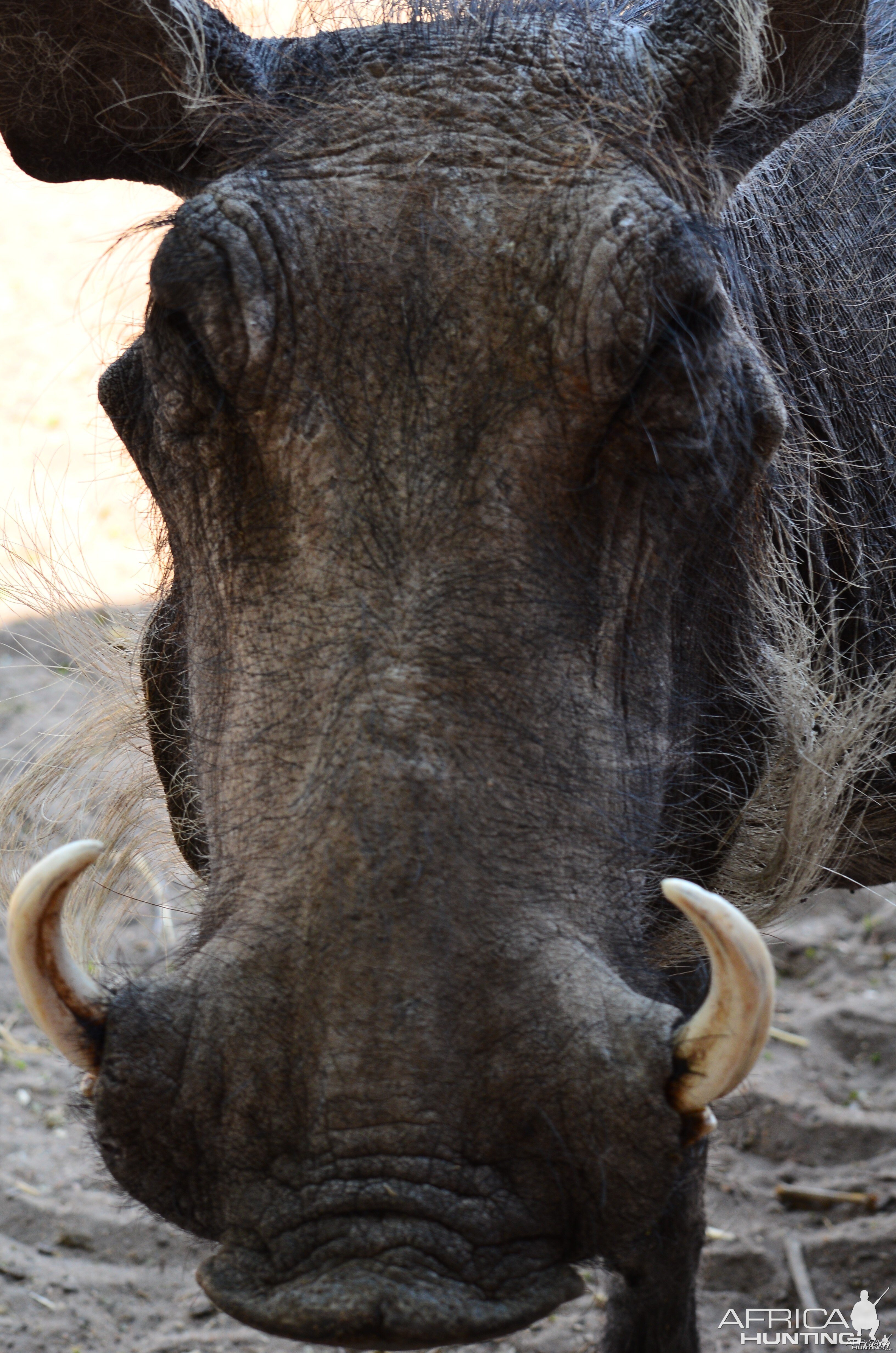 warthog from the hide