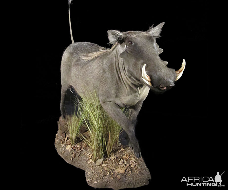 Warthog Full Mount Taxidermy | AfricaHunting.com