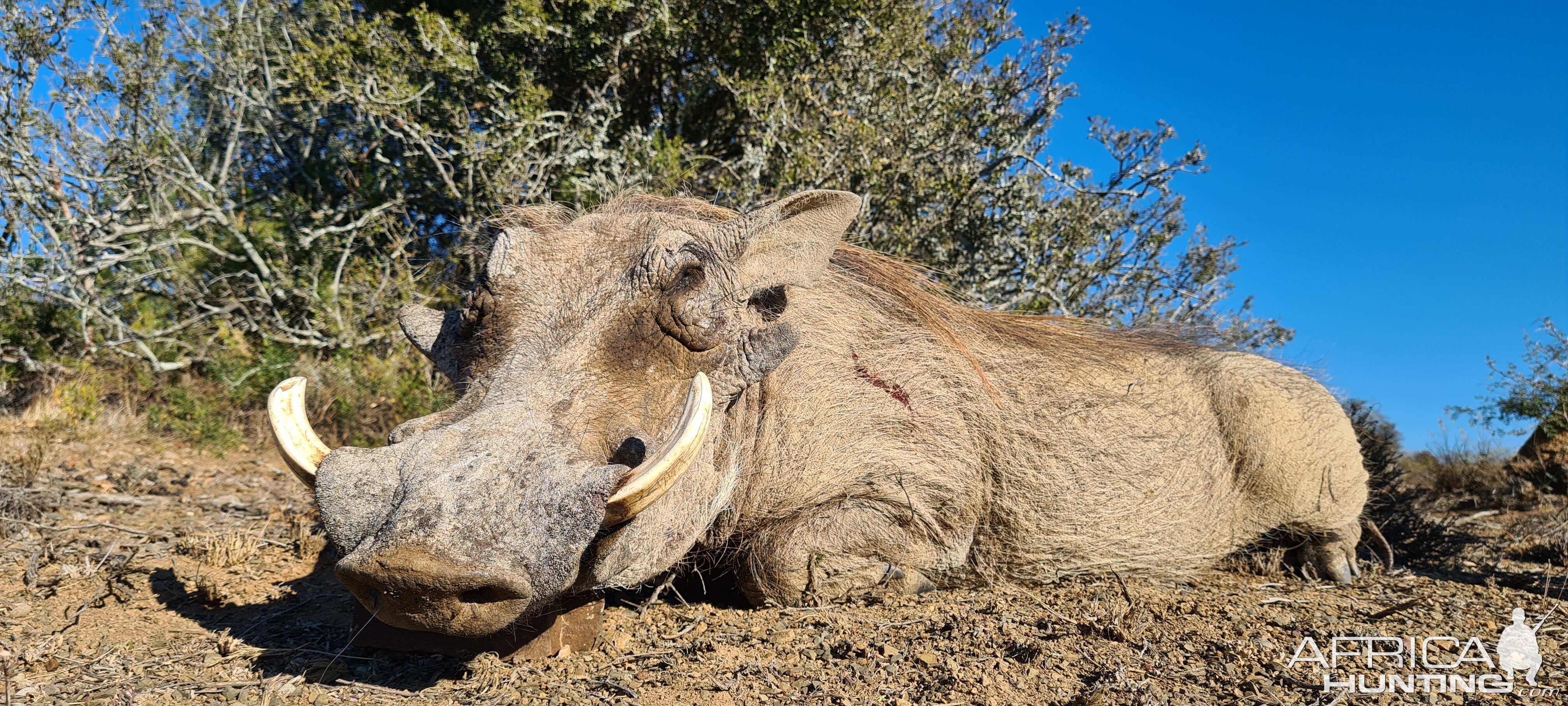 Warthog Hunt Eastern Cape South Africa