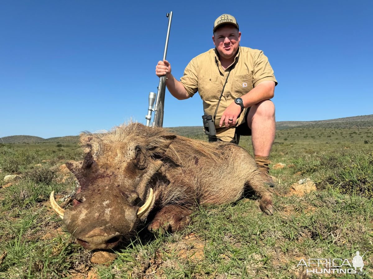 Warthog Hunt Eastern Cape South Africa