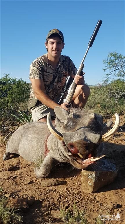 Warthog Hunt in South Africa