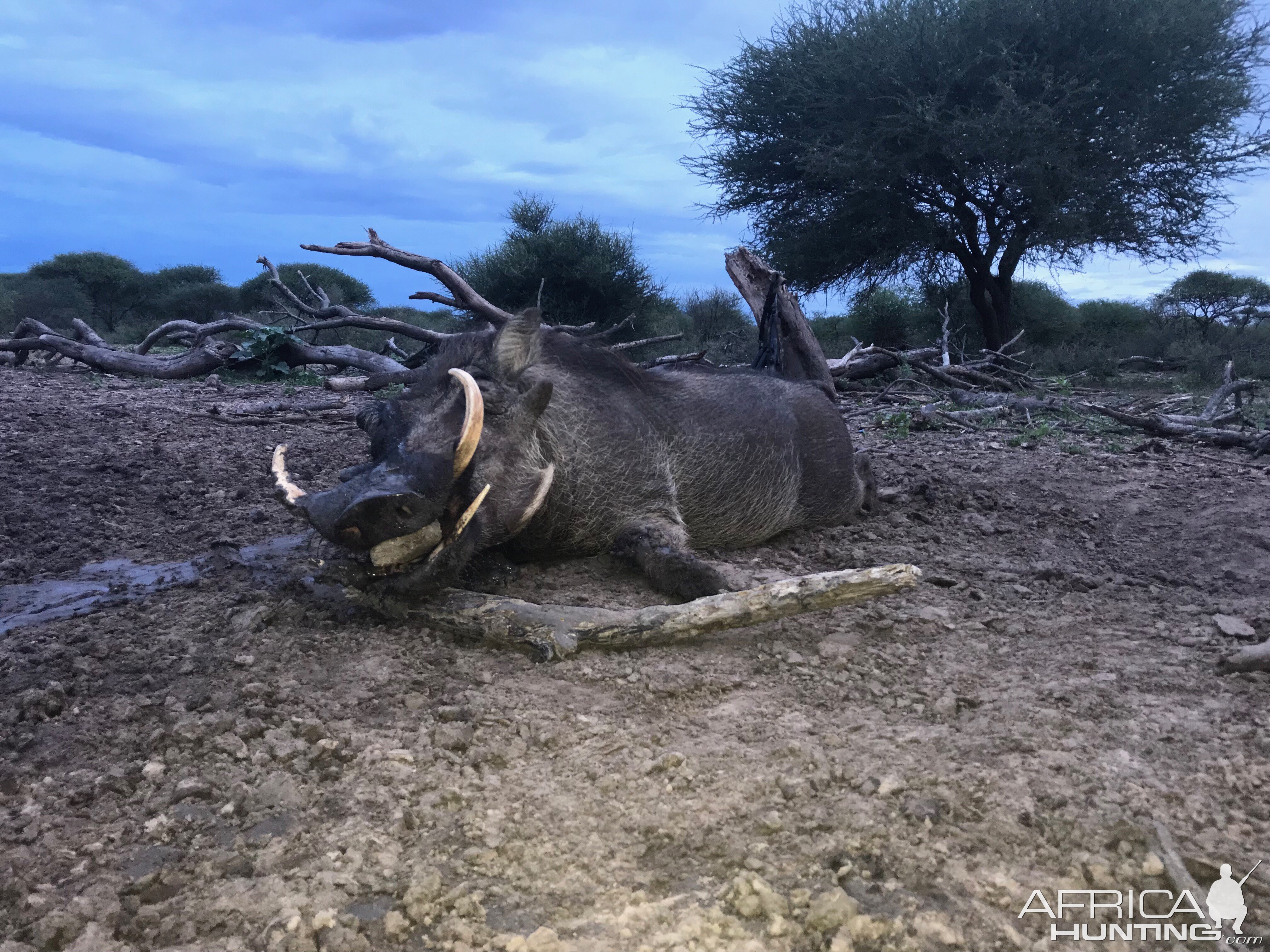 Warthog Hunt in South Africa