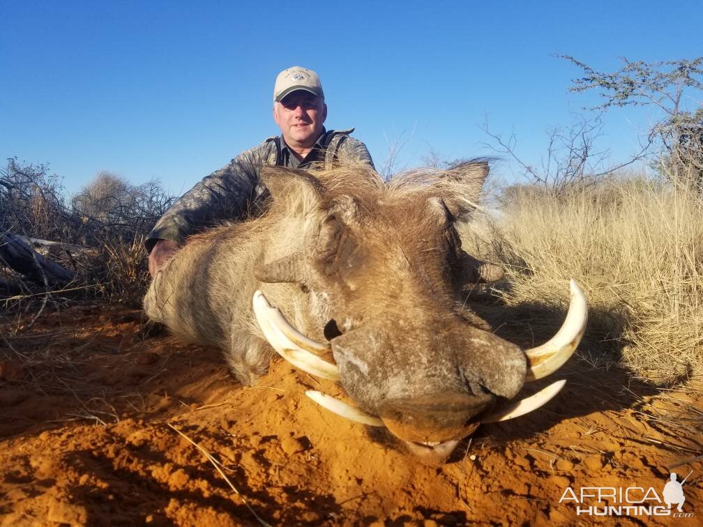 Warthog Hunt in South Africa