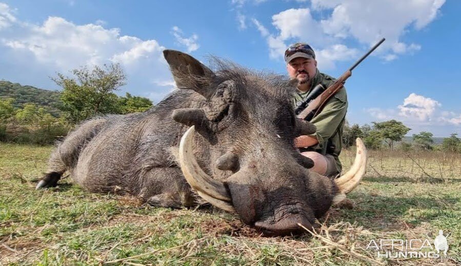 Warthog Hunt Limpopo South Africa