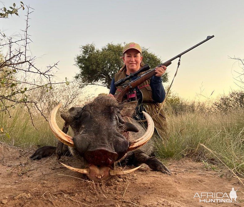Warthog Hunt Limpopo South Africa