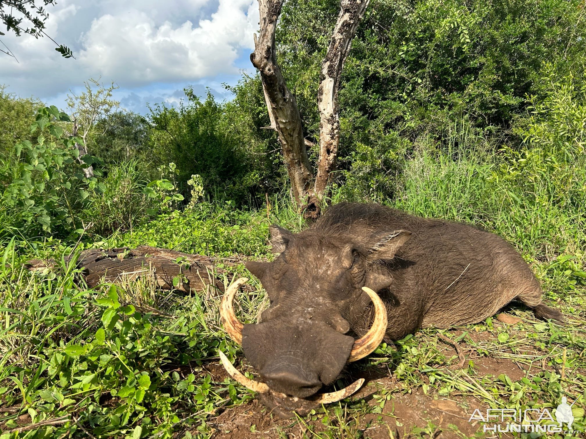 Warthog Hunt Mkuze KwaZulu-Natal South Africa