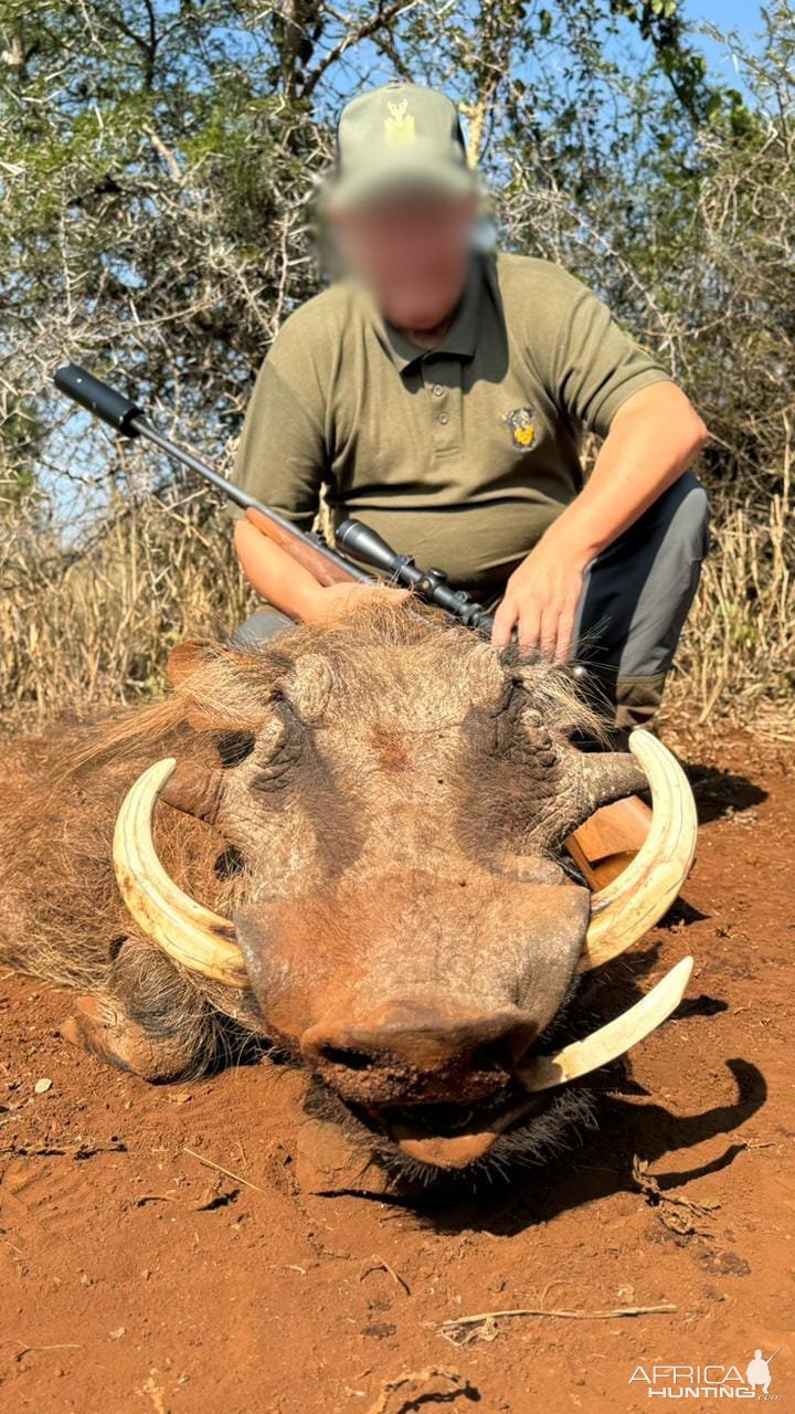 Warthog Hunt Mkuze KwaZulu-Natal South Africa