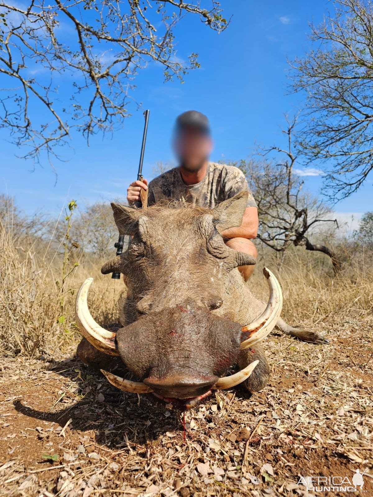 Warthog Hunt Mkuze KwaZulu-Natal South Africa