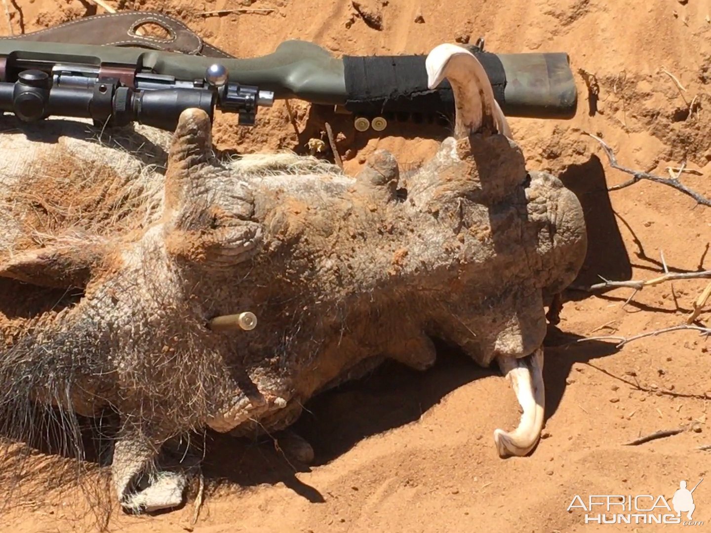 Warthog Hunt Namibia