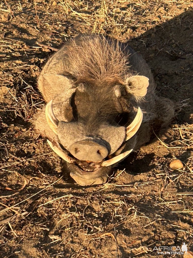 Warthog Hunt Namibia