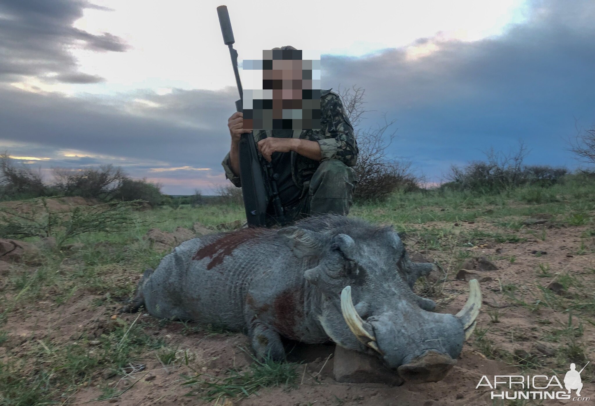 Warthog Hunt Namibia