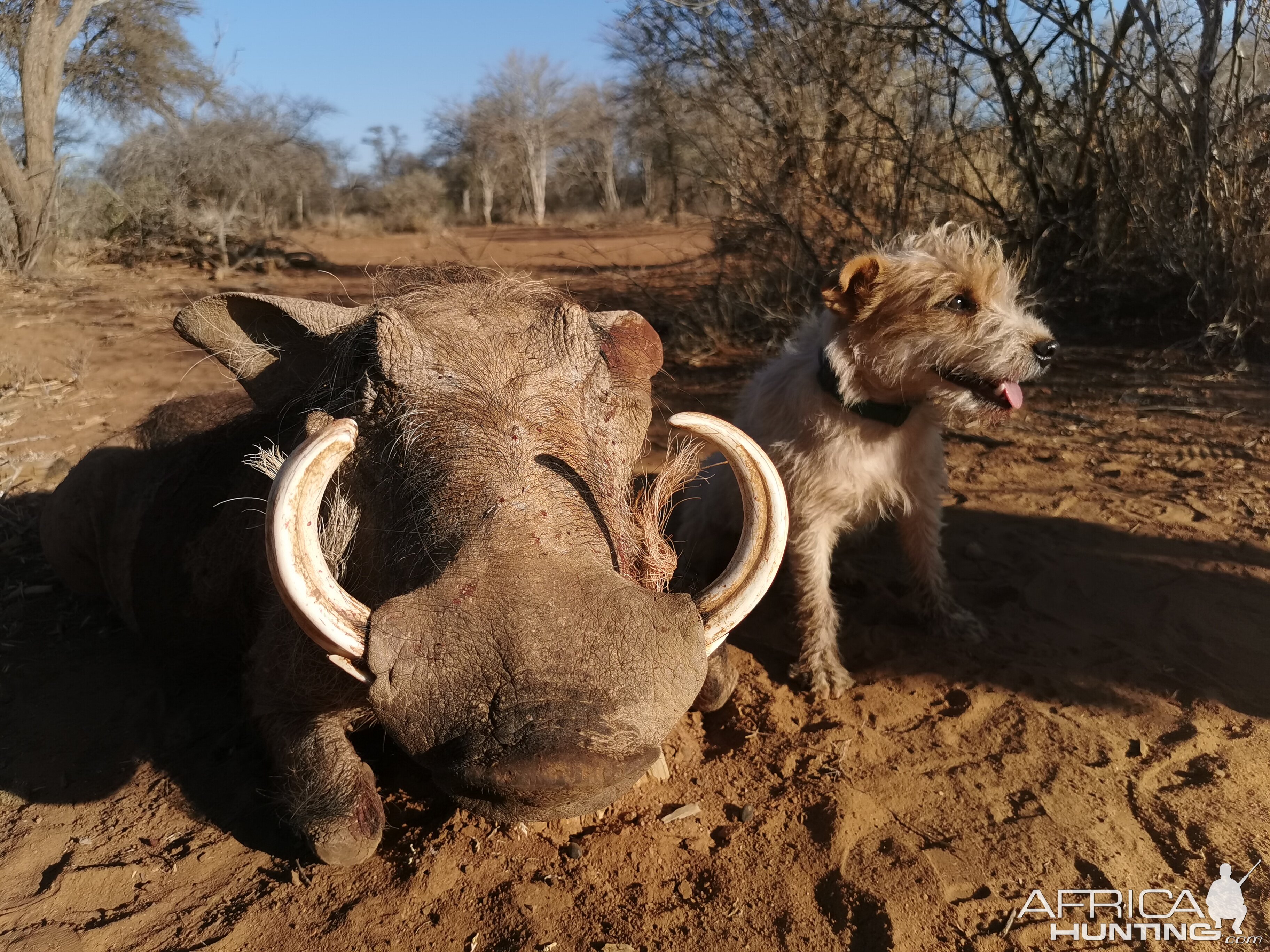 Warthog Hunt South Africa