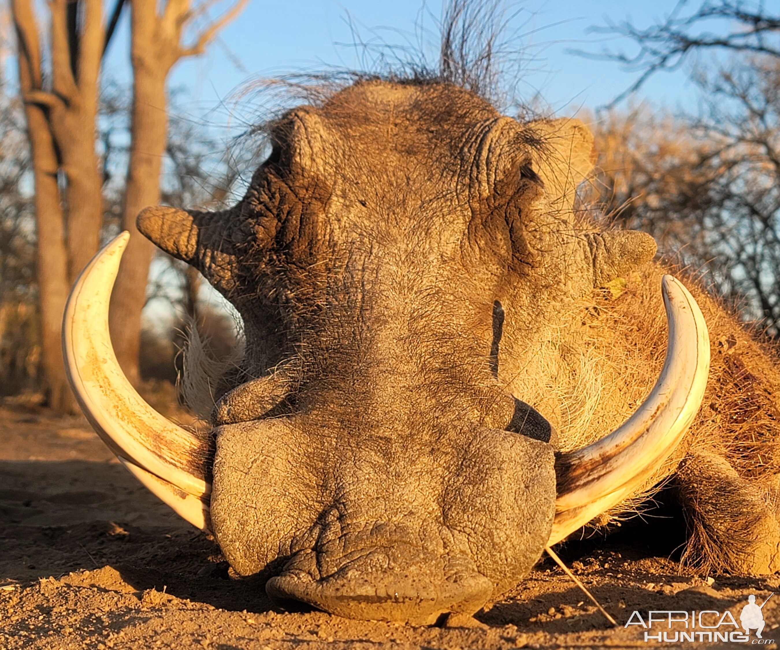 Warthog Hunt South Africa | AfricaHunting.com