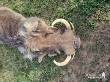 Warthog Hunt South Africa