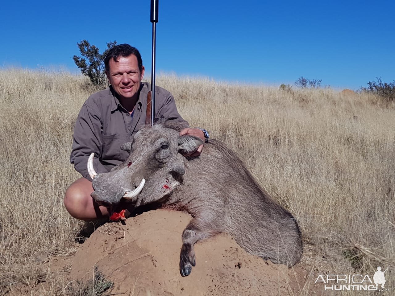 Warthog Hunt South Africa | AfricaHunting.com