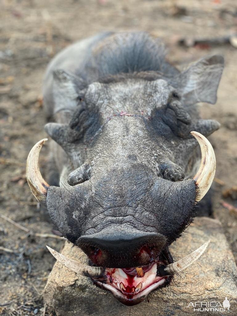 Warthog Hunt Zambia