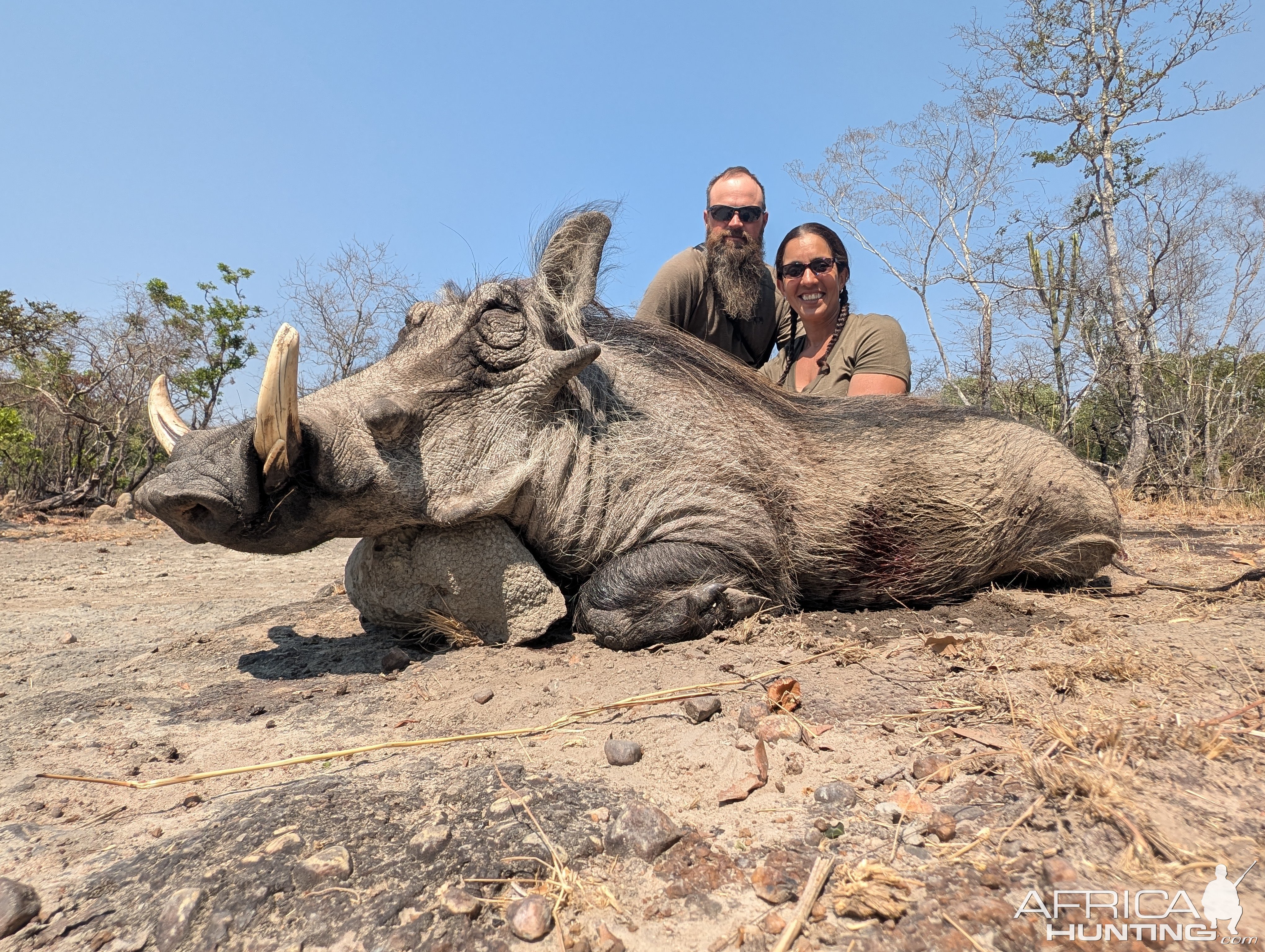 Warthog Hunt Zambia