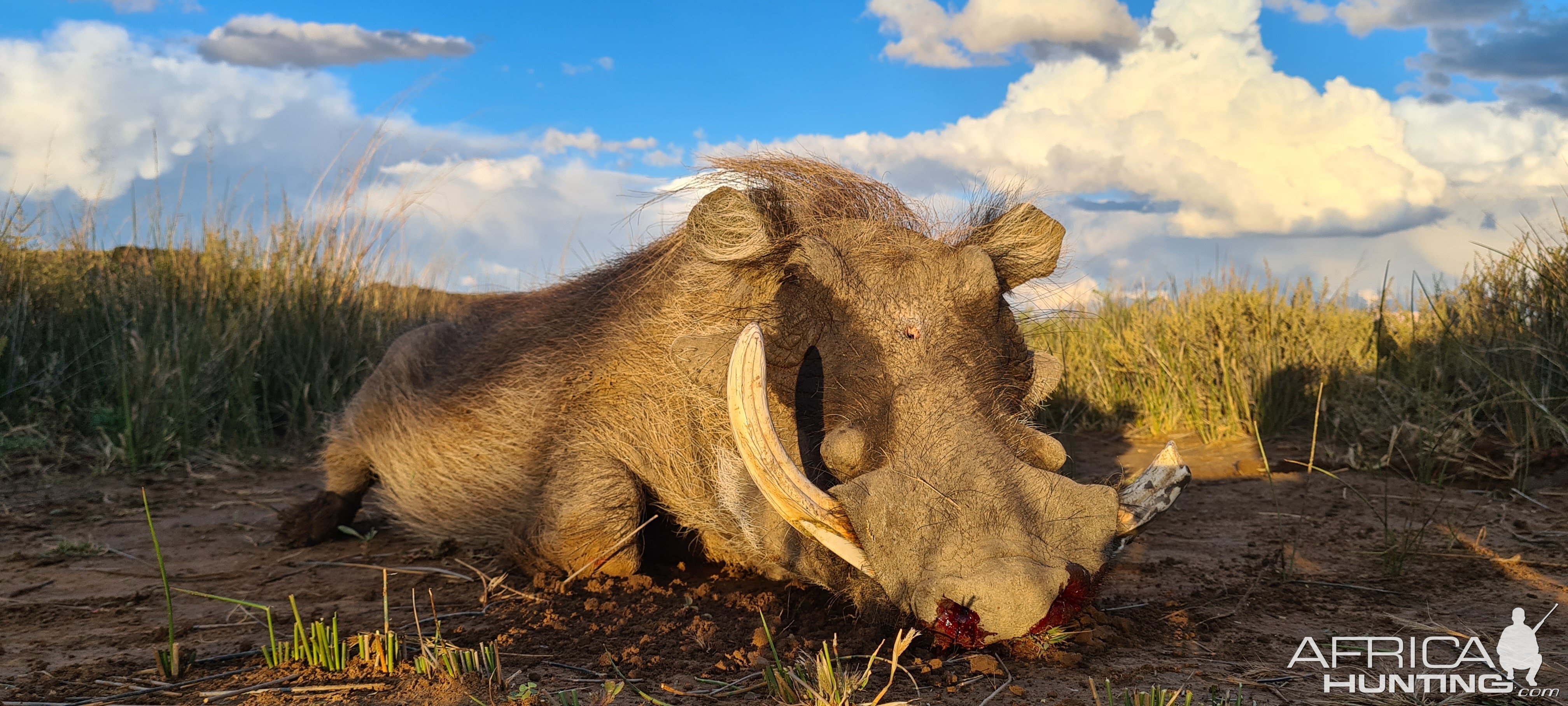 Warthog Hunting Eastern Cape South Africa | AfricaHunting.com