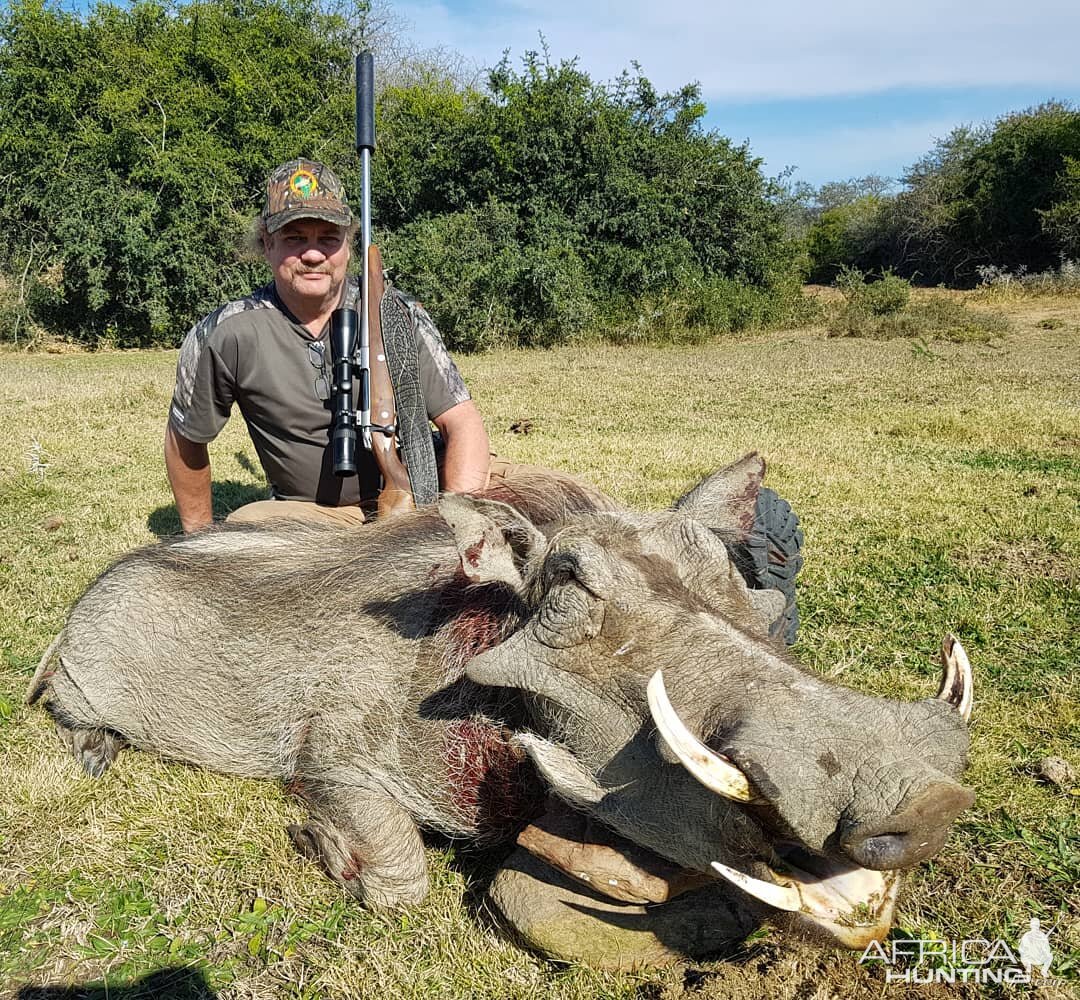 Warthog Hunting  in South Africa