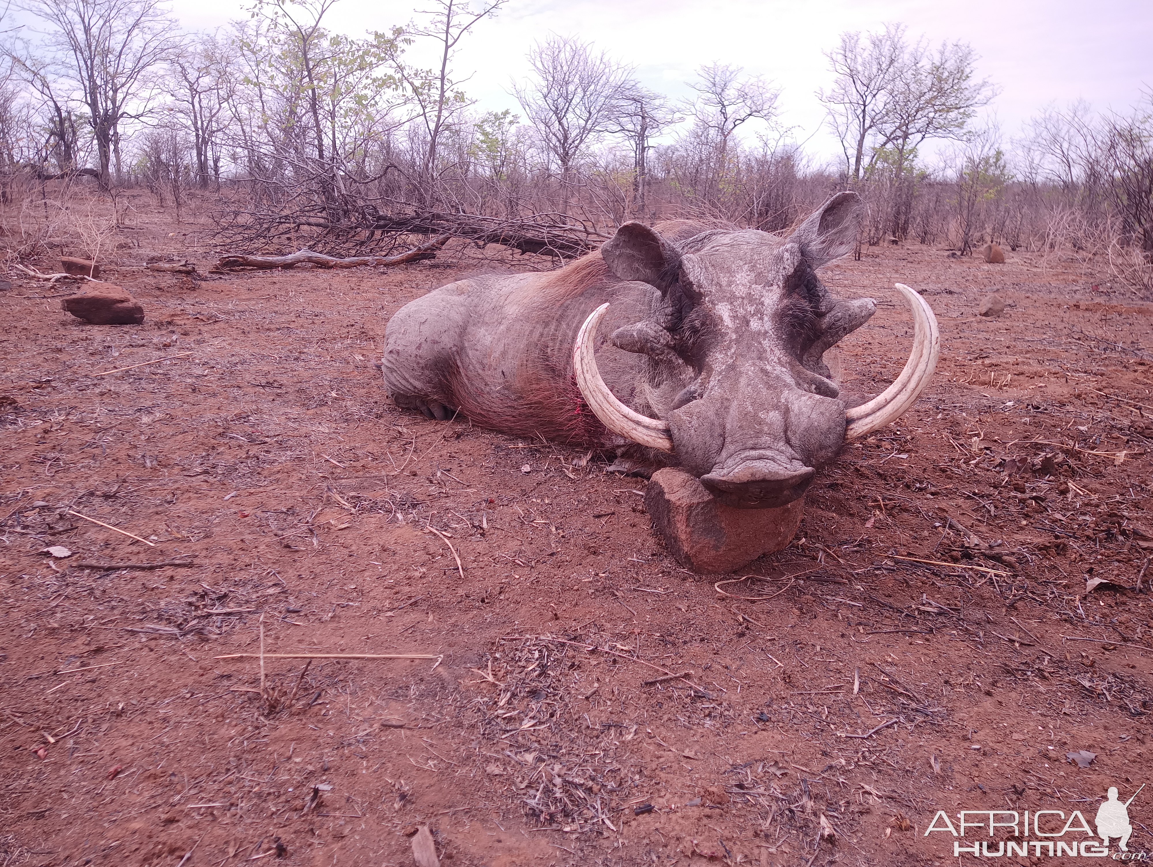 Warthog Hunting Matetsi 5 Zimbabwe