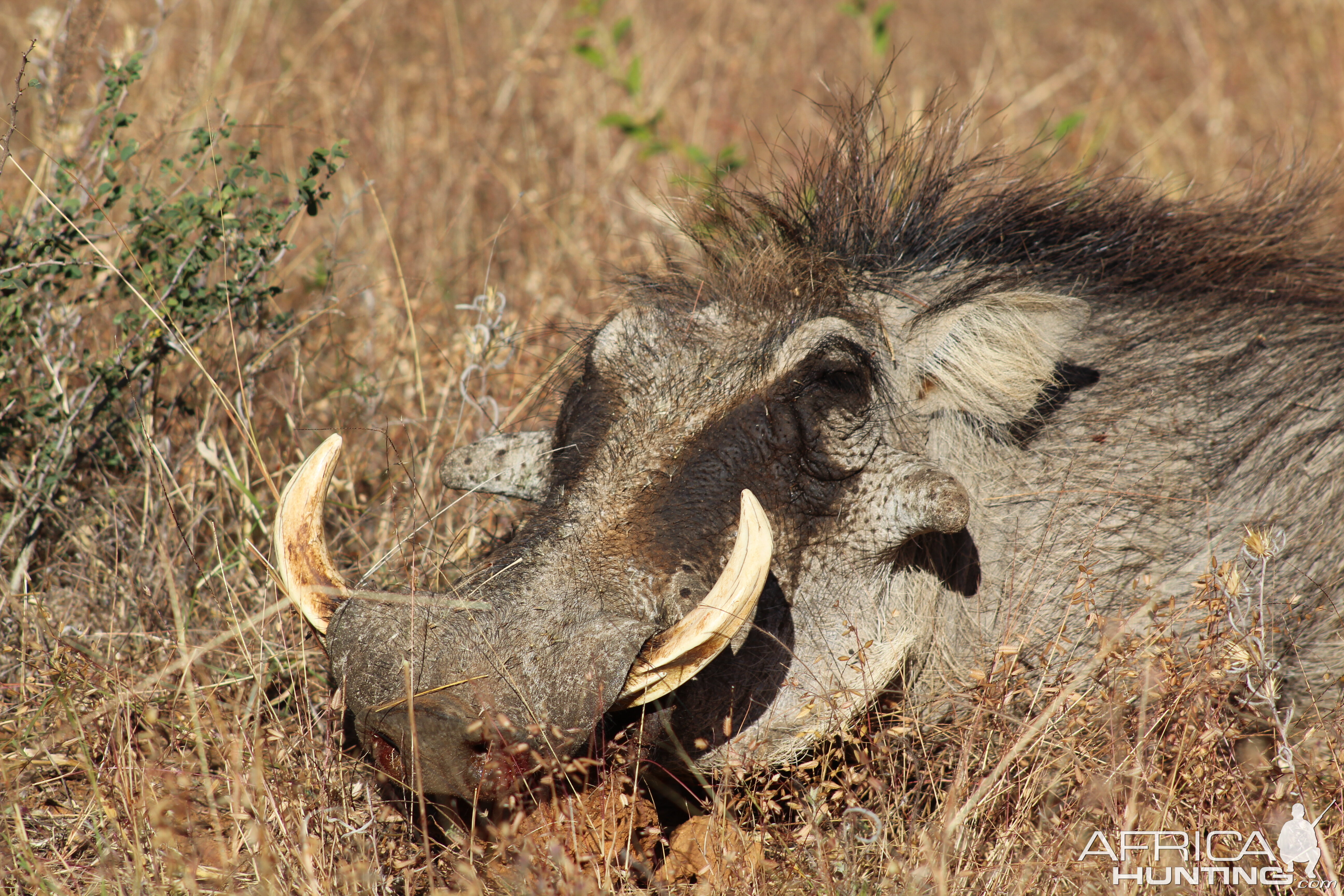 Warthog Hunting Namibia