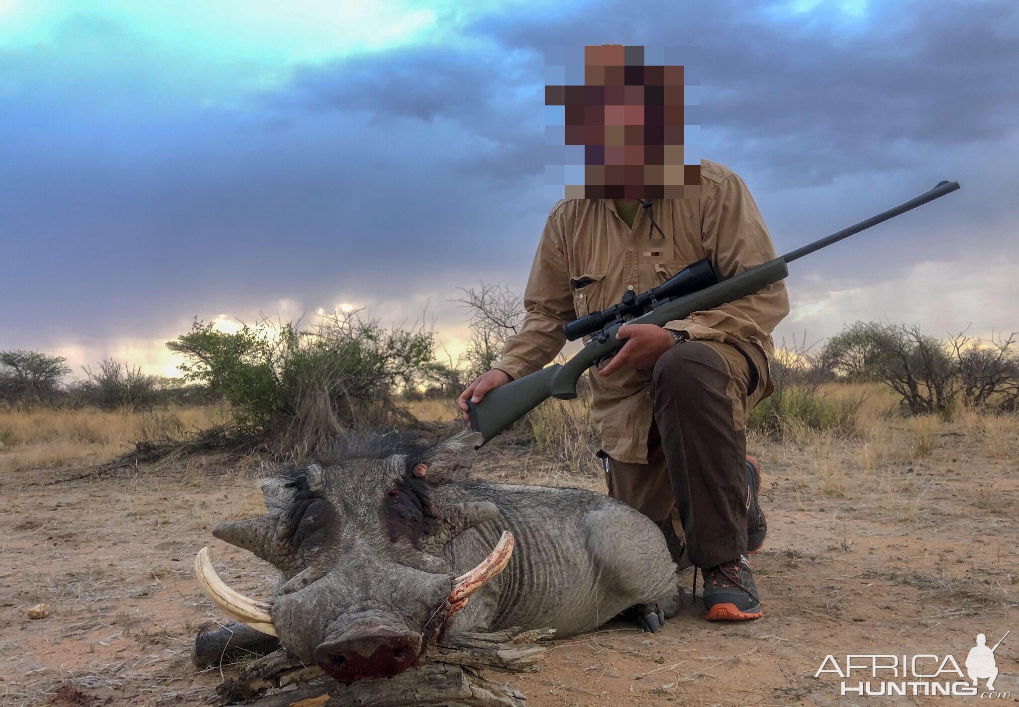 Warthog Hunting Namibia