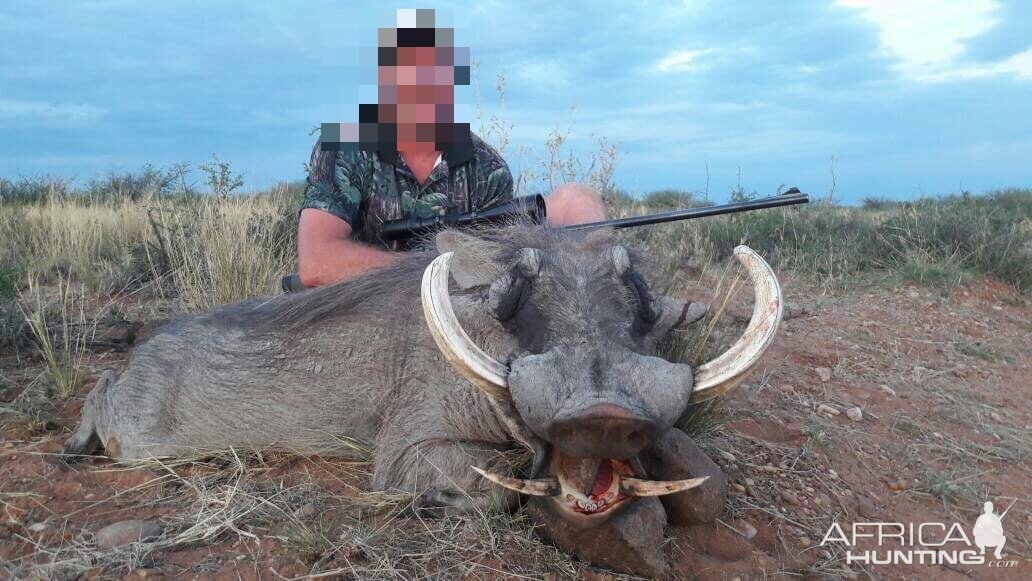 Warthog Hunting Namibia