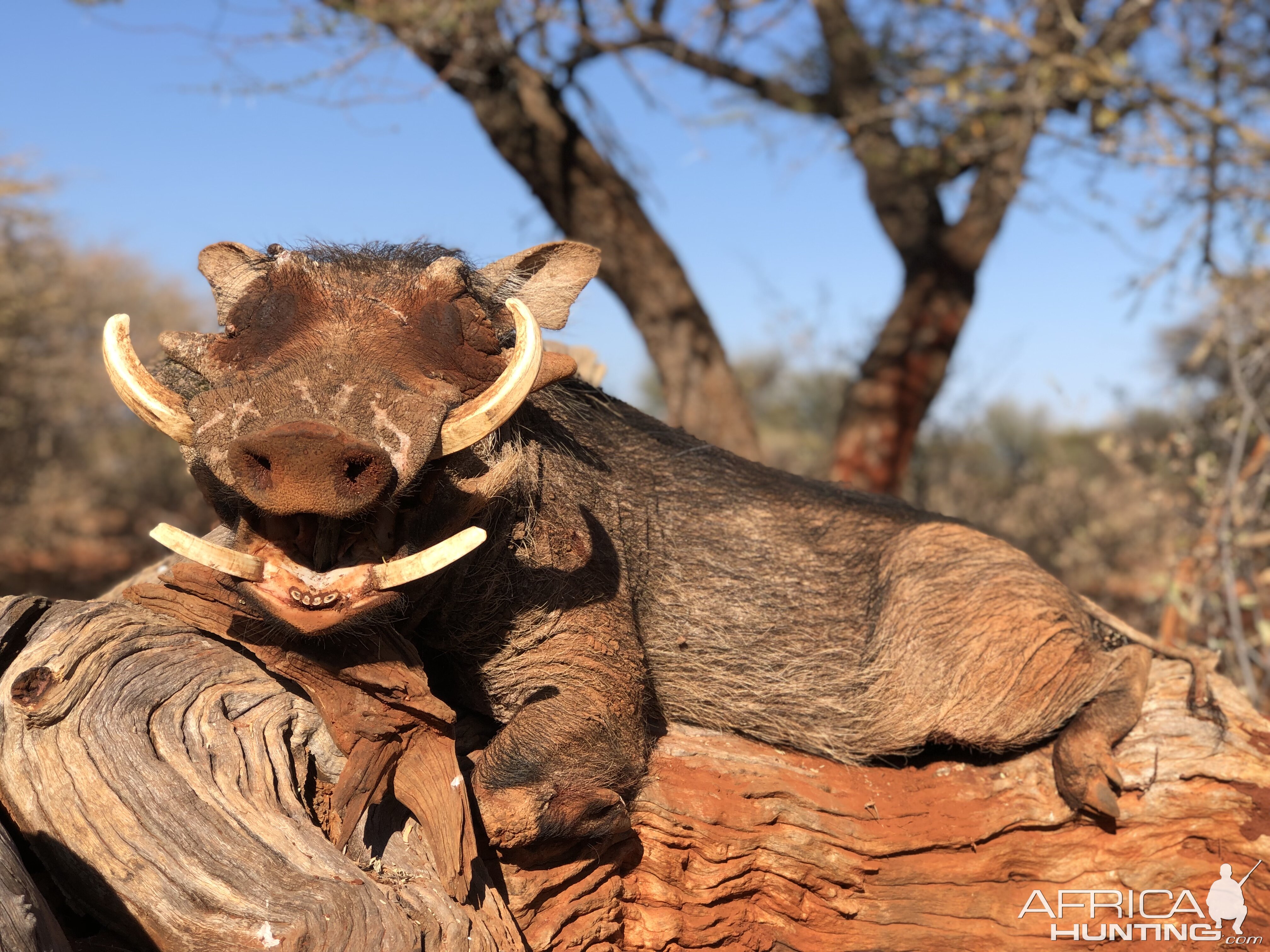 Warthog Hunting South Africa