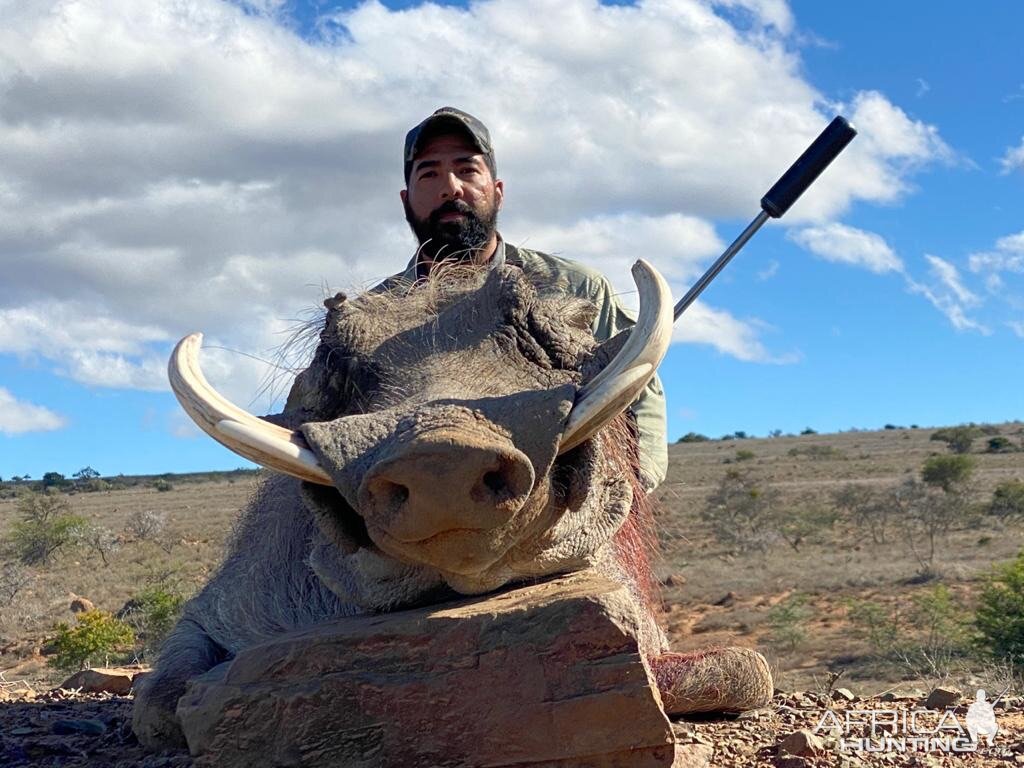 Warthog Hunting South Africa