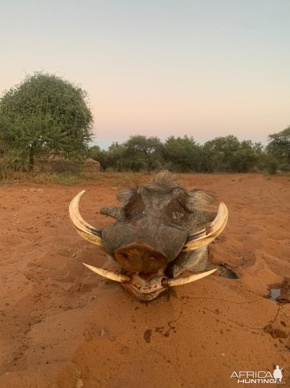 Warthog Hunting South Africa