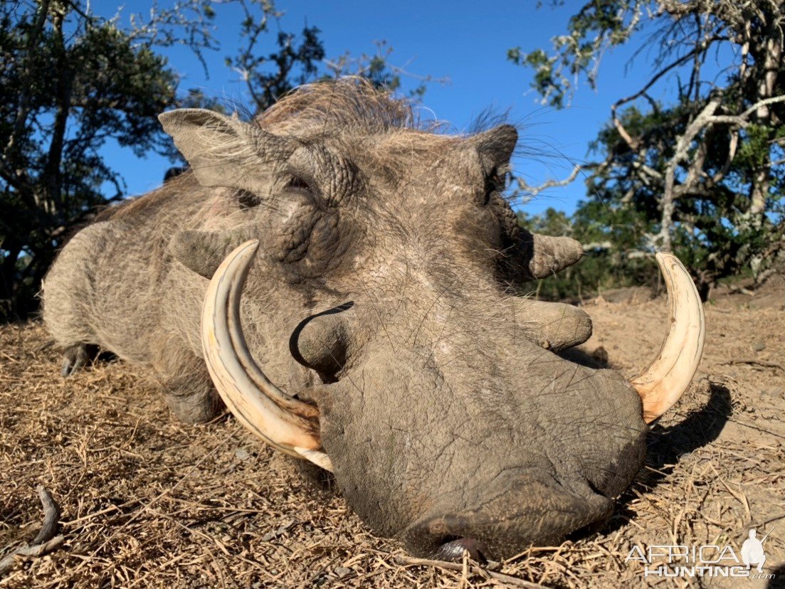 Warthog Hunting South Africa | AfricaHunting.com