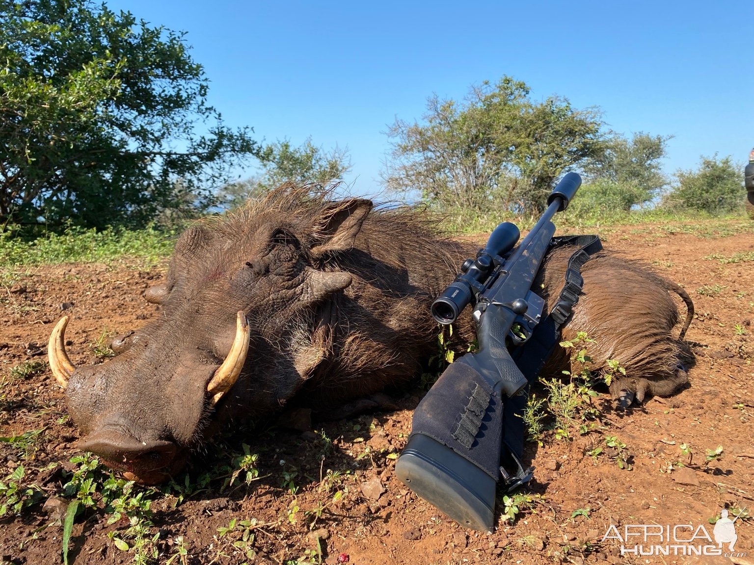 Warthog Hunting South Africa