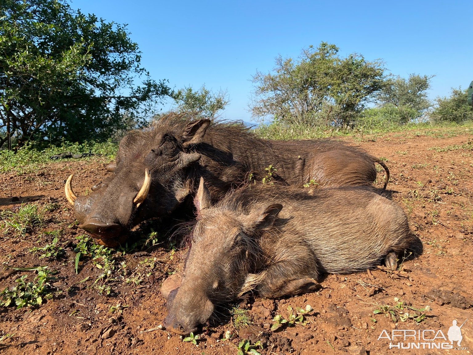 Warthog Hunting South Africa | AfricaHunting.com