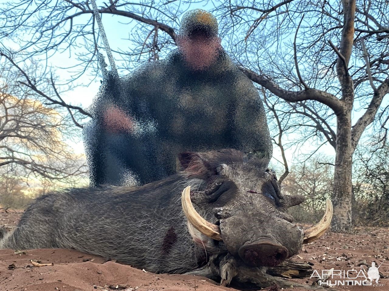 Warthog Hunting South Africa | AfricaHunting.com