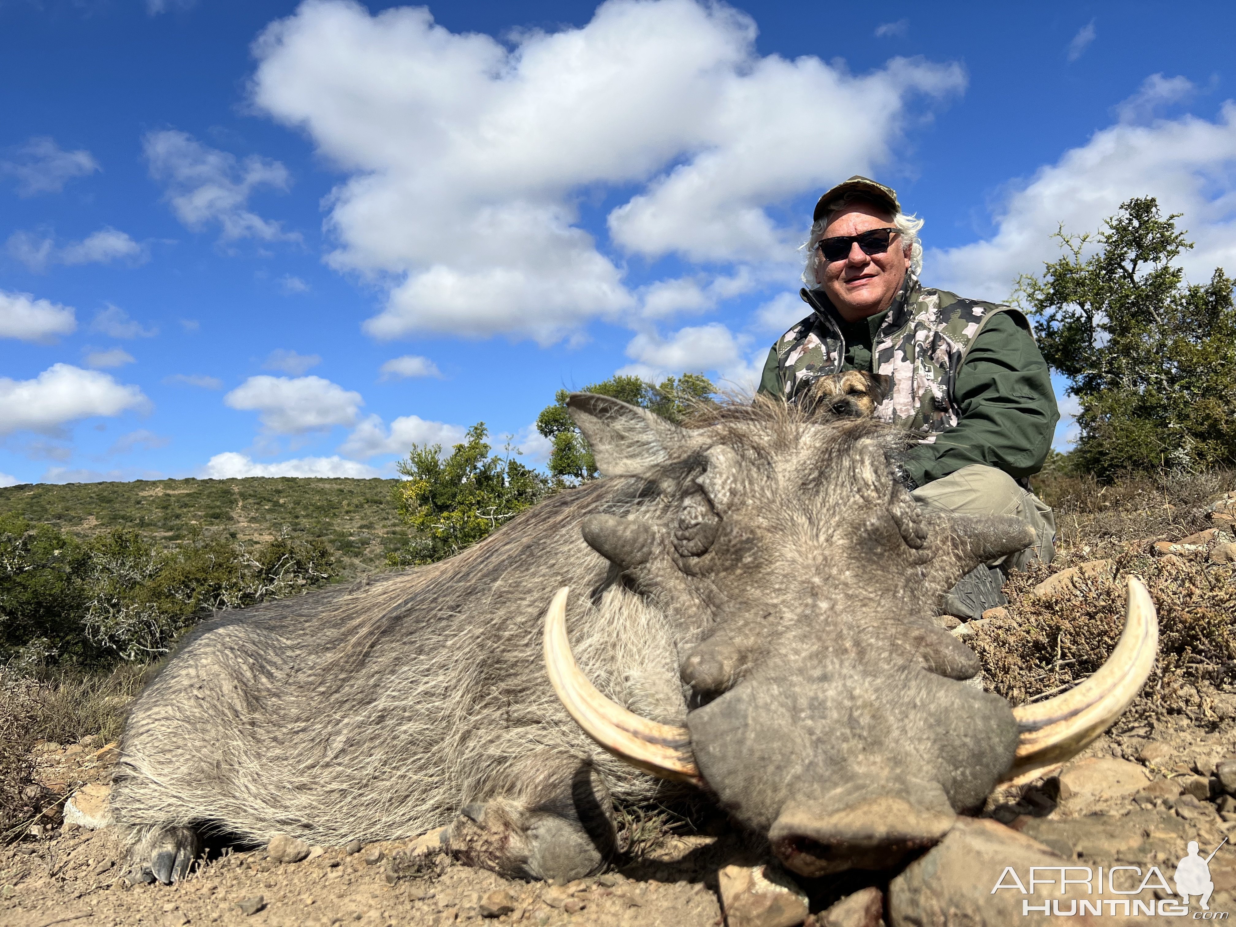 Warthog Hunting South Africa