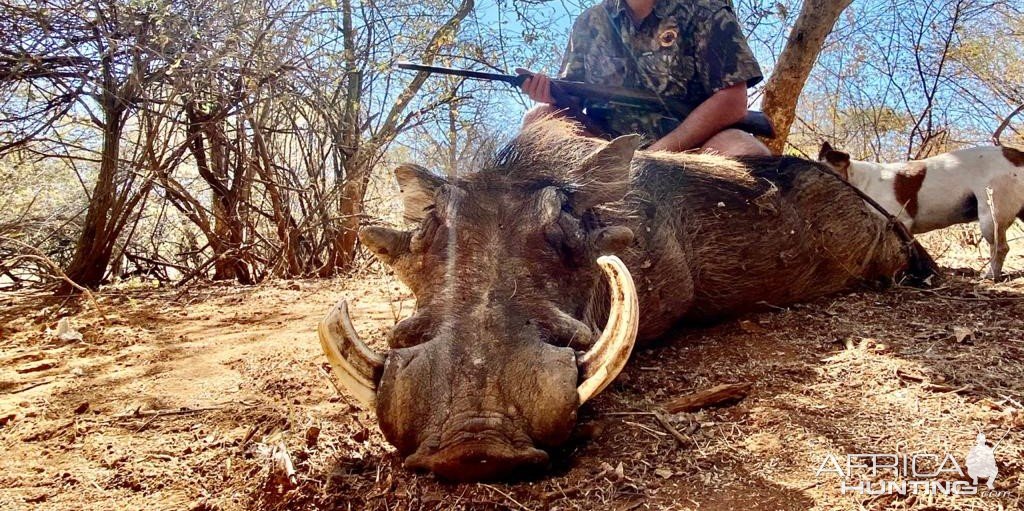 Warthog Hunting South Africa