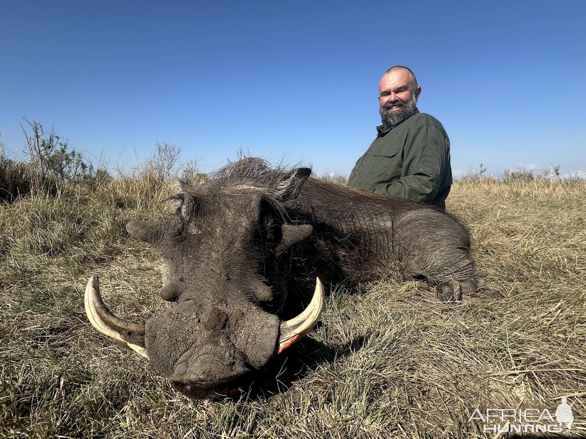 Warthog Hunting South Africa