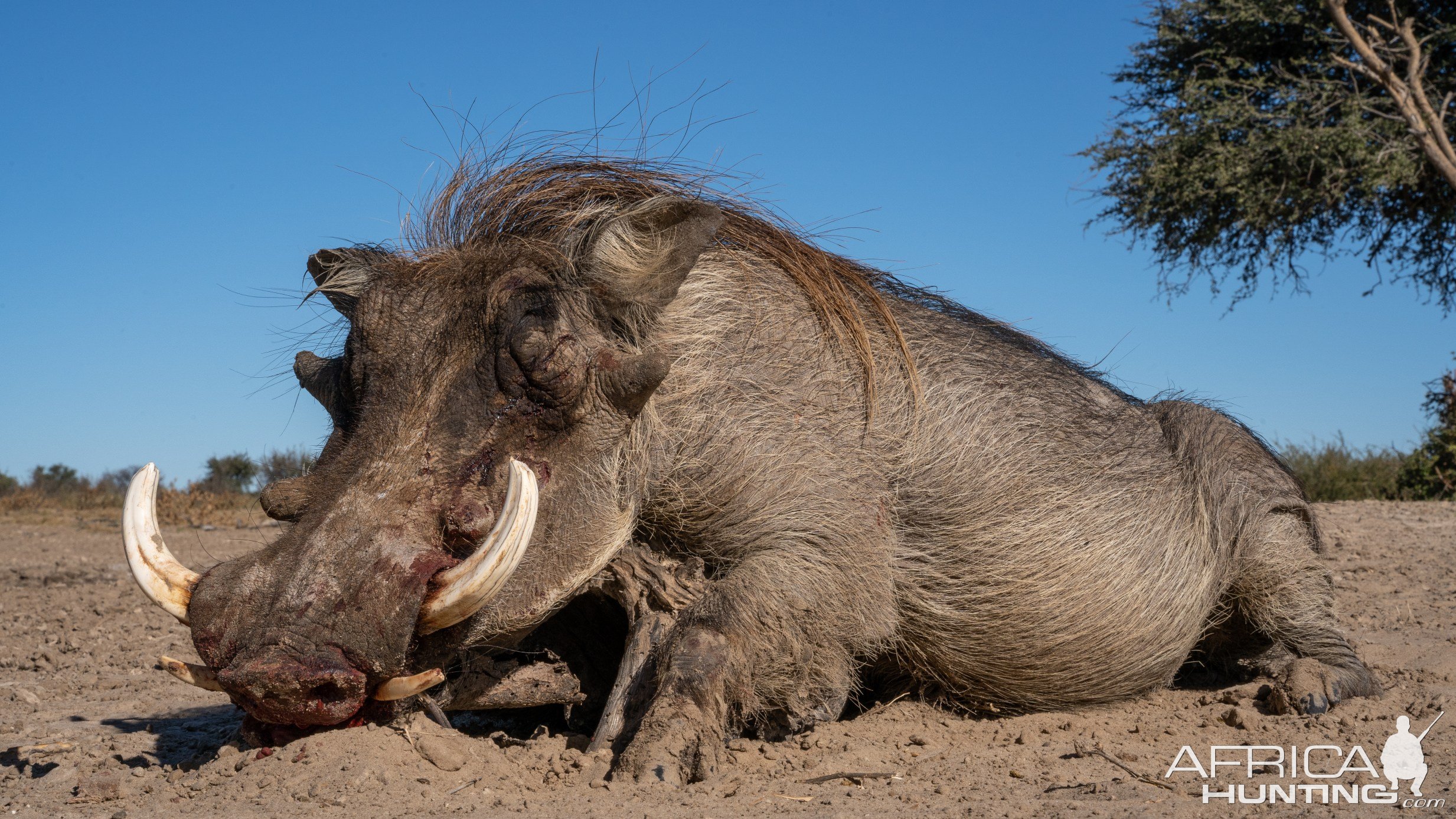 Warthog Hunting South Africa