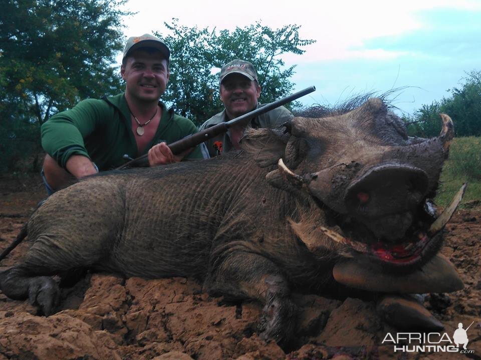 Warthog Hunting South Africa