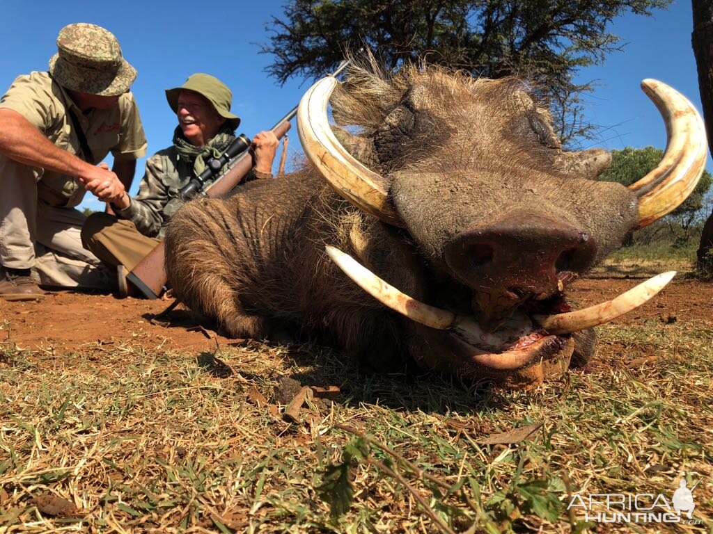 Warthog Hunting South Africa