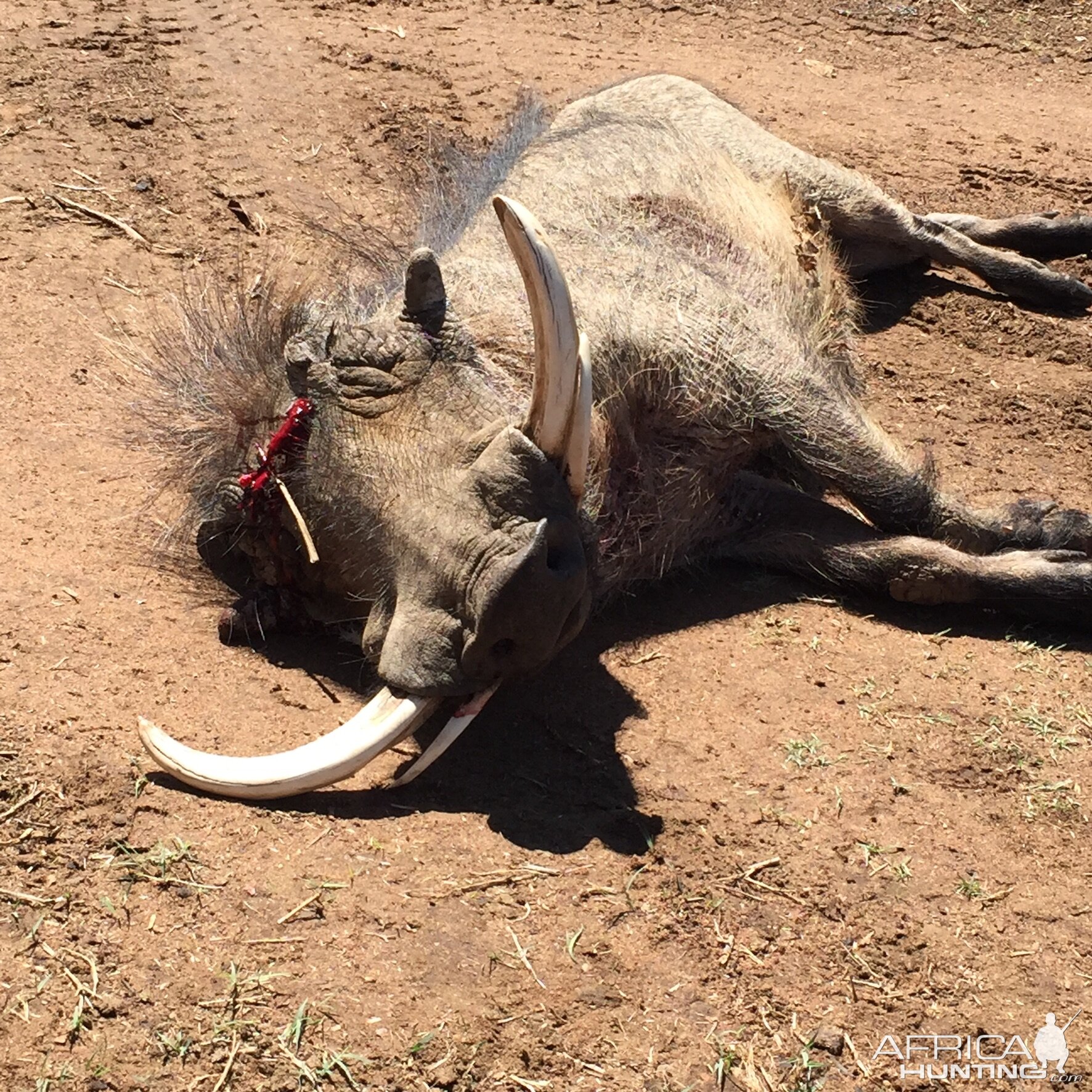 Warthog Hunting South Africa