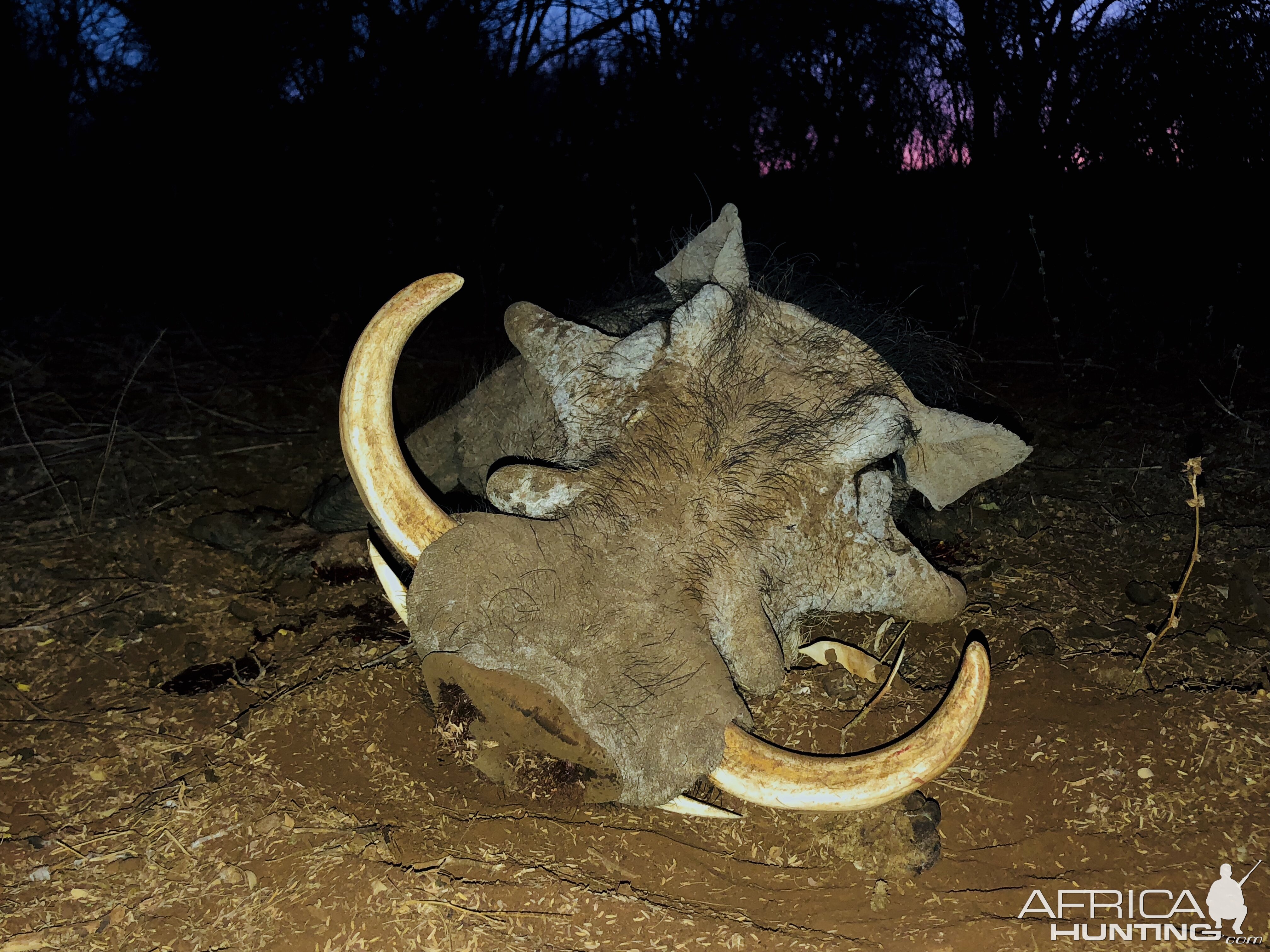 Warthog Hunting South Africa | AfricaHunting.com