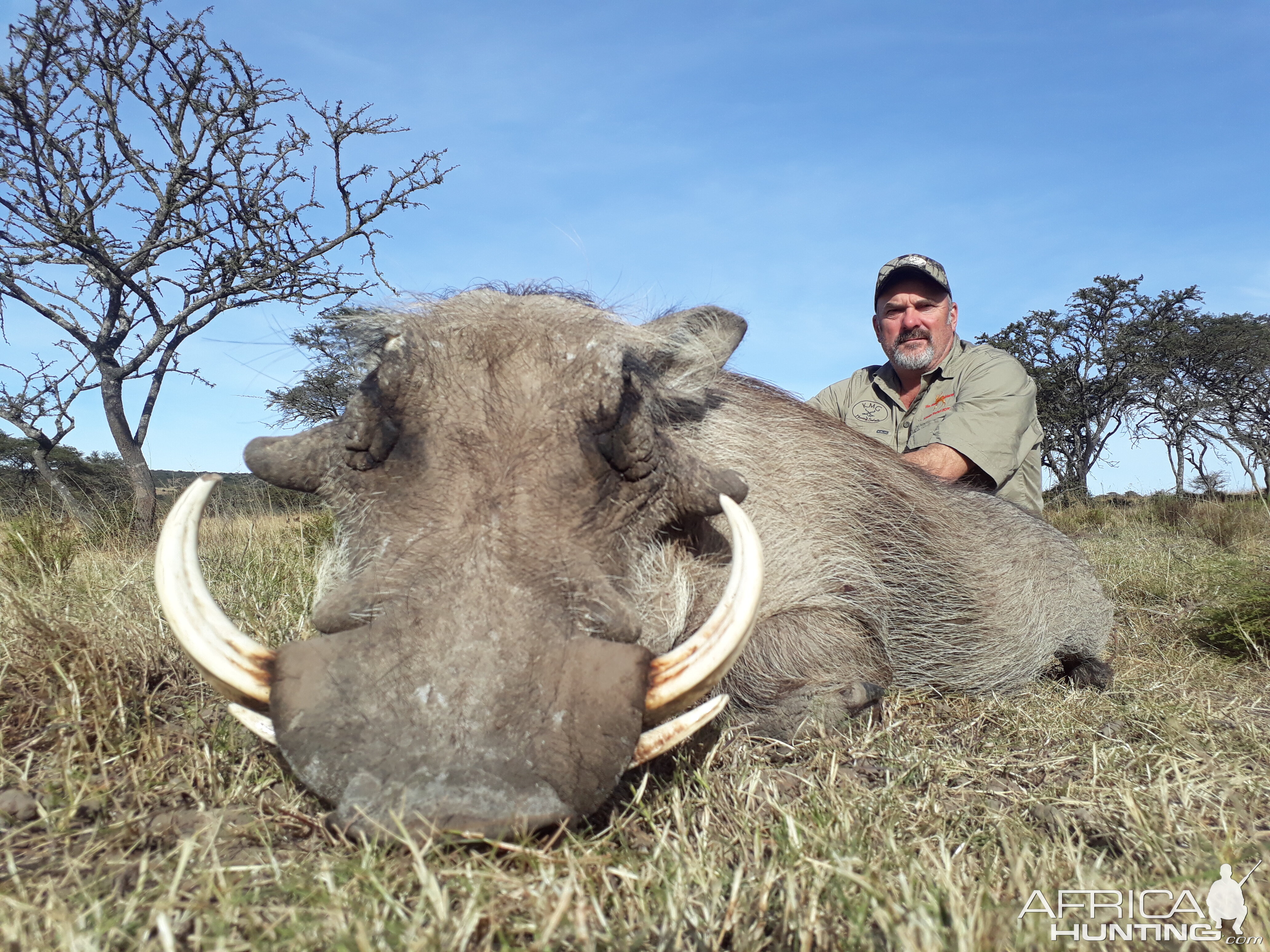 Warthog Hunting South Africa