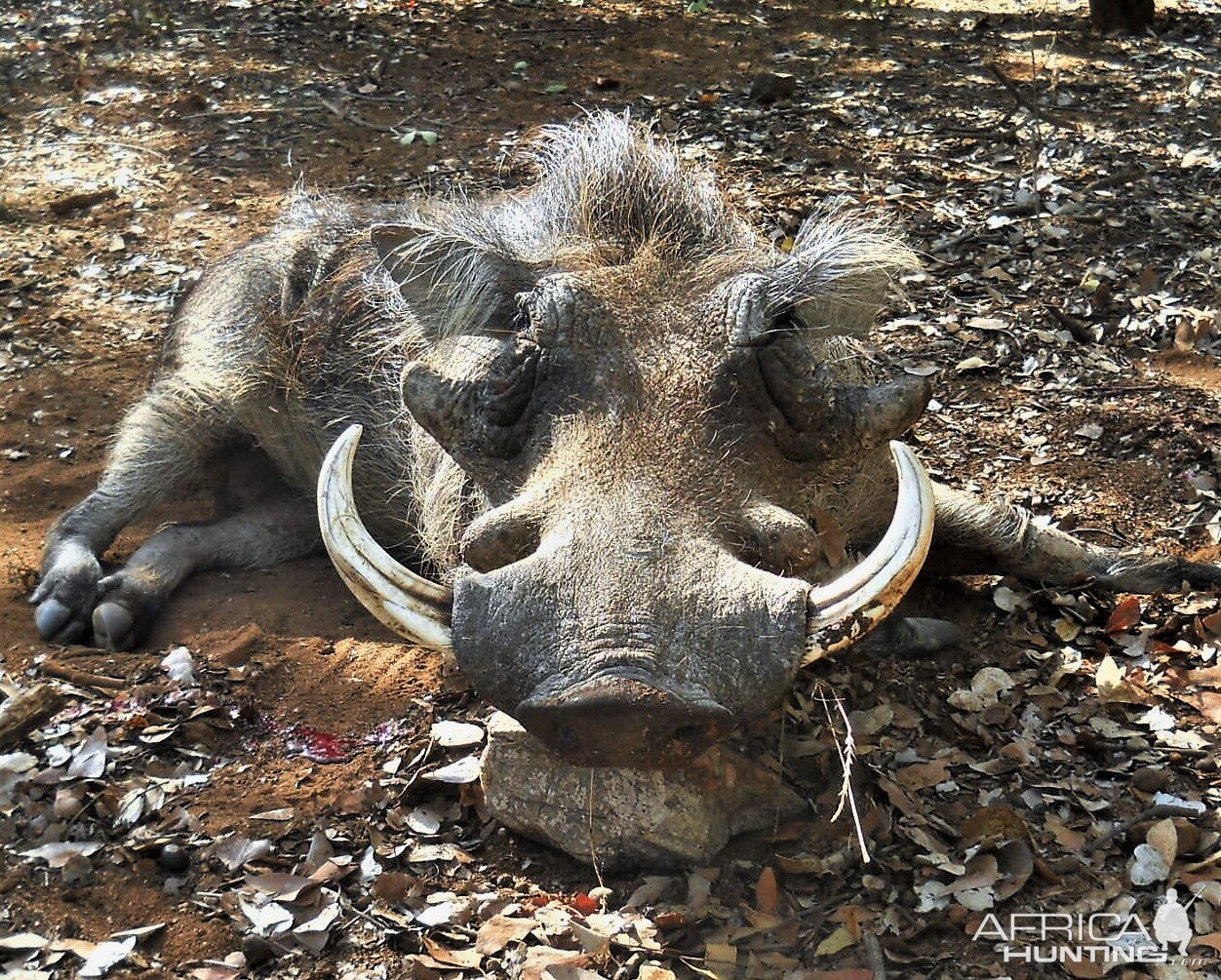 Warthog Hunting South Africa | AfricaHunting.com