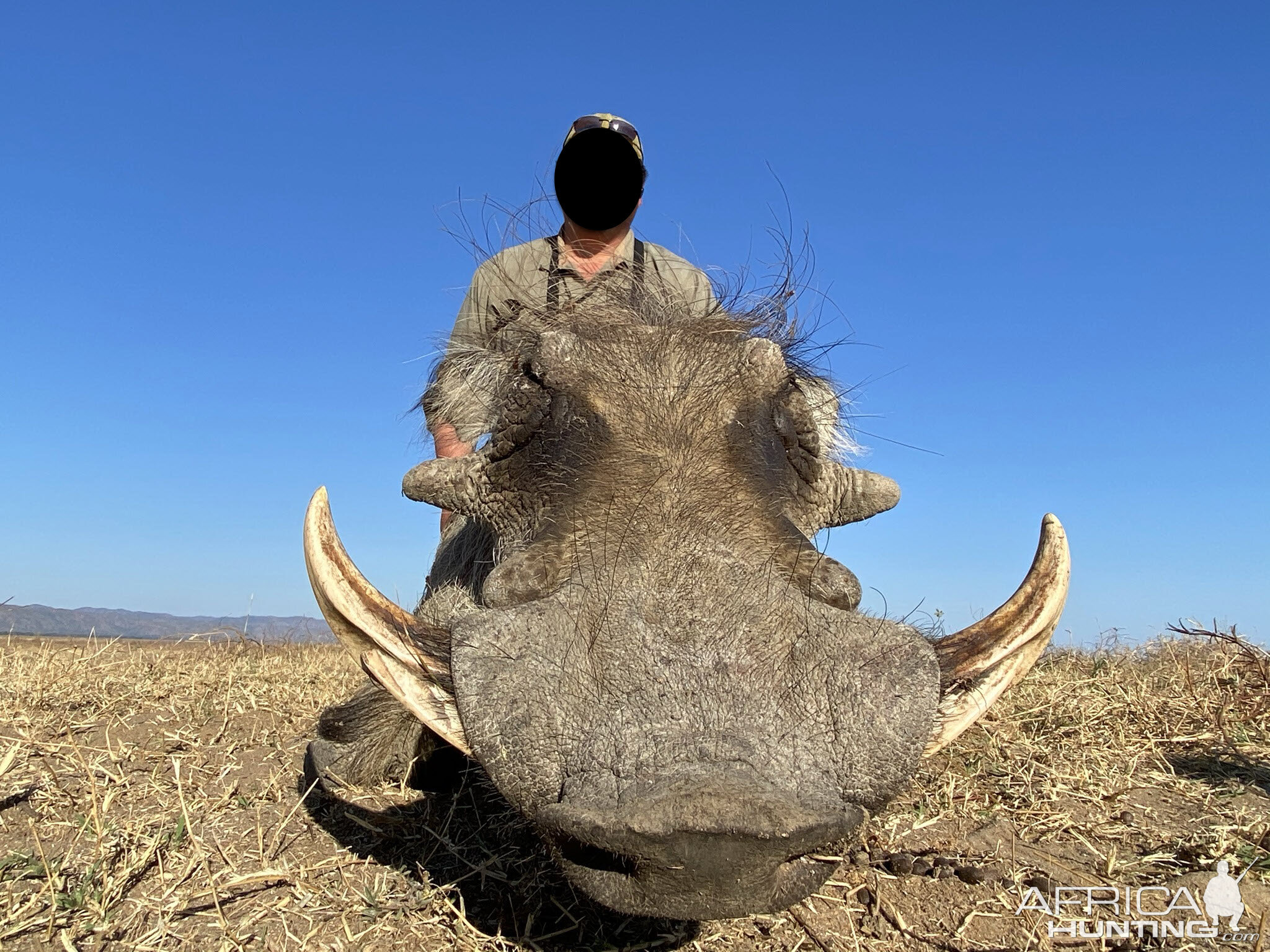 Warthog Hunting Zimbabwe