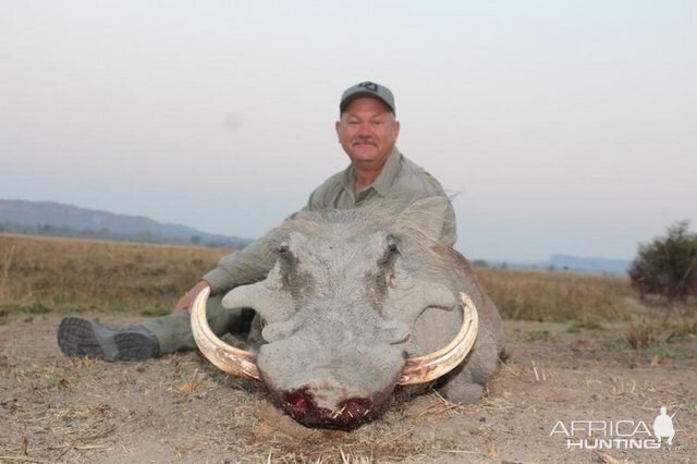 Warthog Hunting Zimbabwe