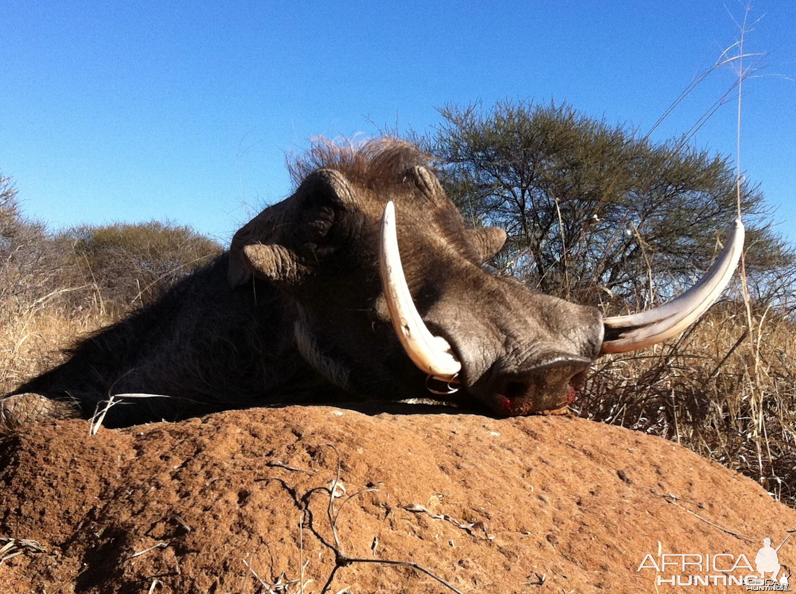 WARTHOG HUNTING...