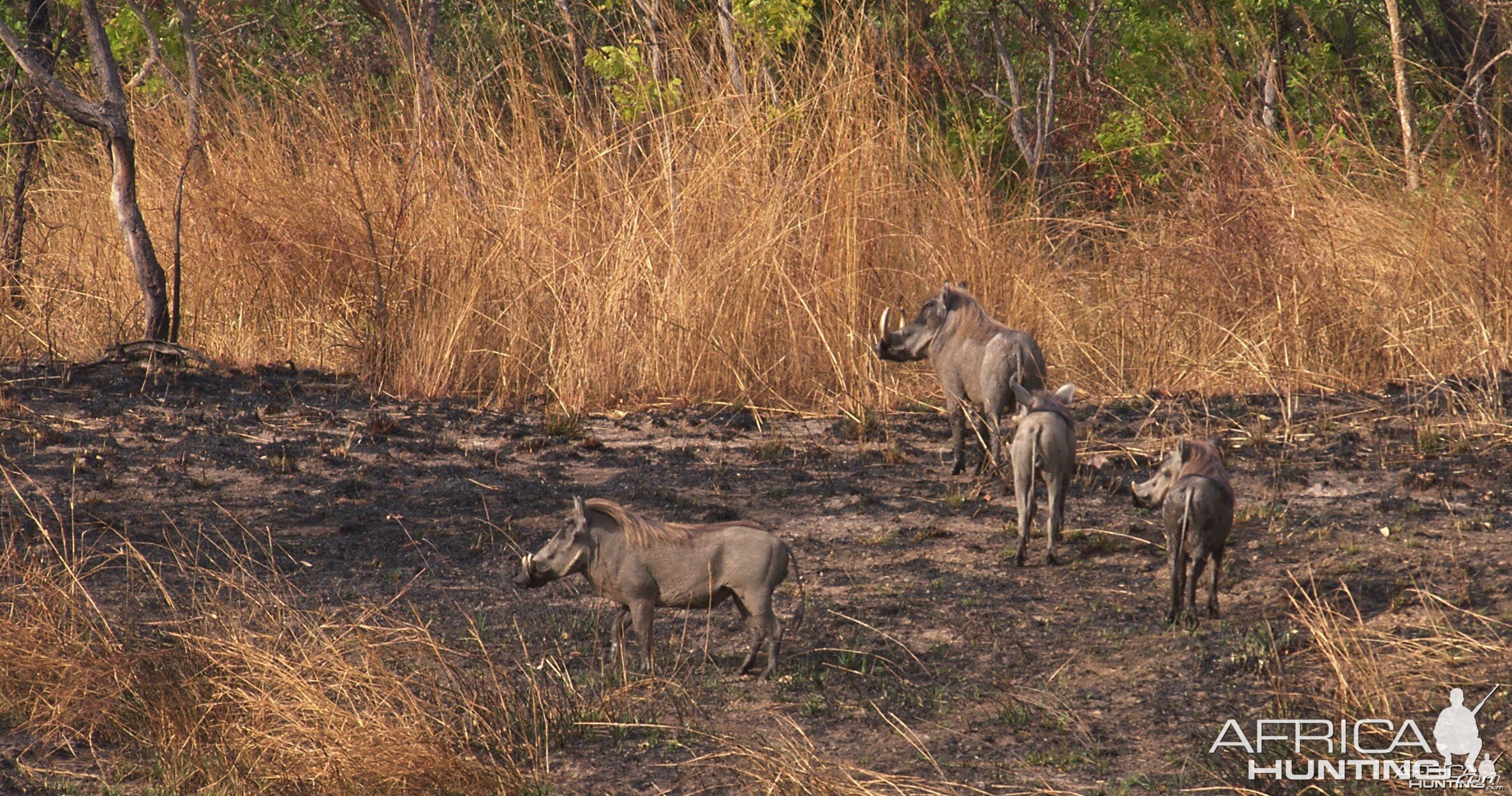 Warthog in  CAR