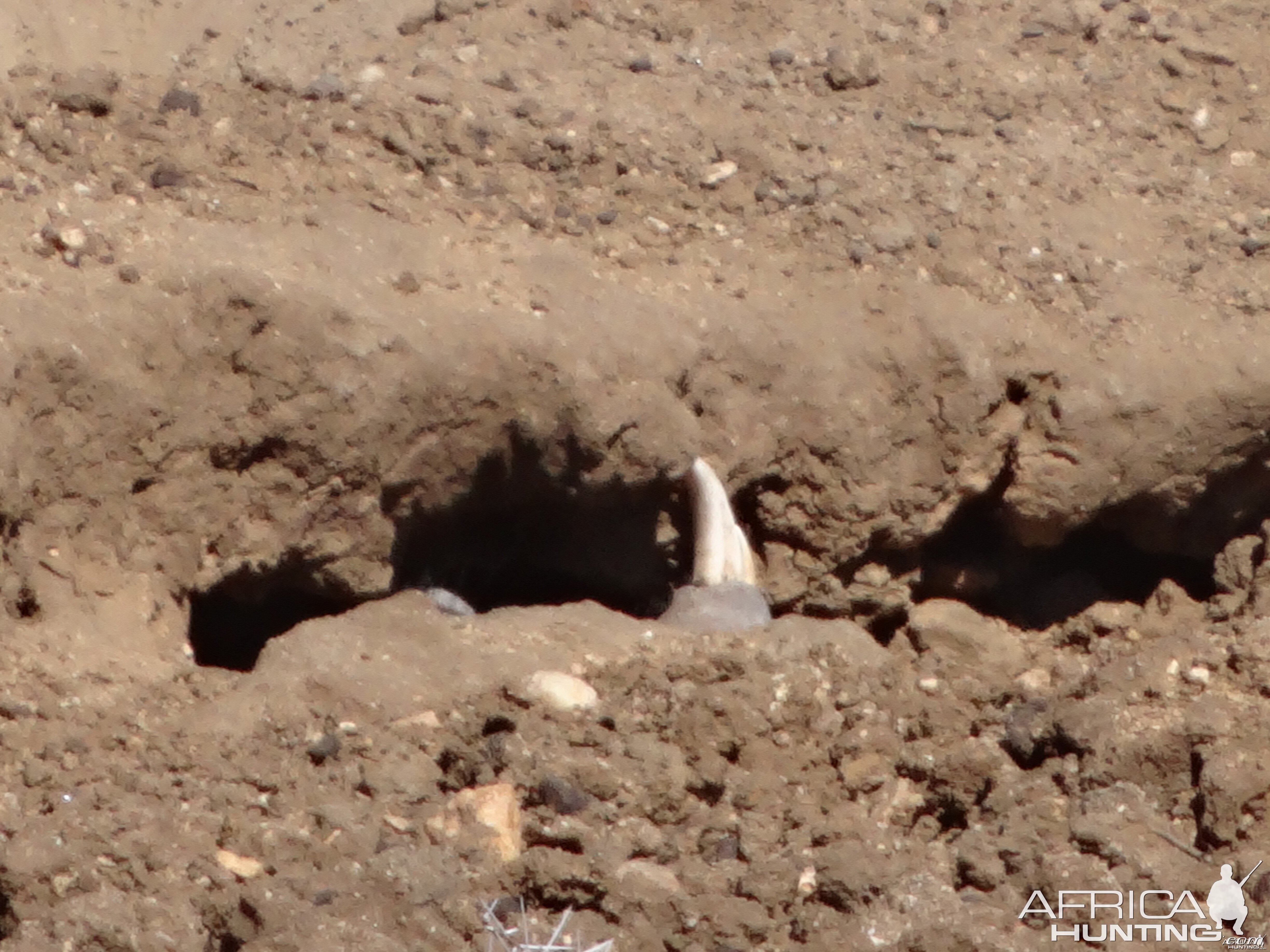 Warthog in hole Namibia