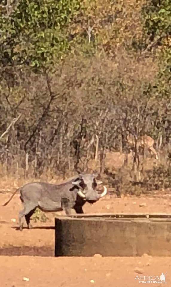 Warthog in Zimbabwe